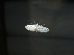 Parapoynx badiusalis