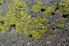 Fungi