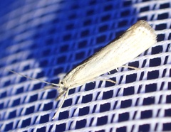 Agriphila straminella