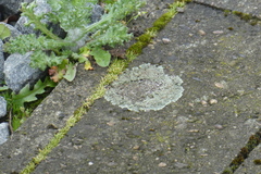 Protoparmeliopsis muralis