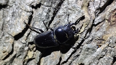 Dorcus hopei hopei