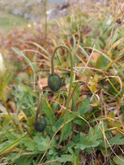 Papaver radicatum