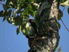 Melanerpes flavifrons