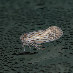 Cedusa maculata