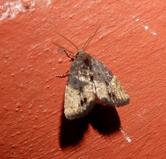 Elusa