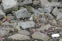 Draba verna