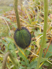 Papaver radicatum