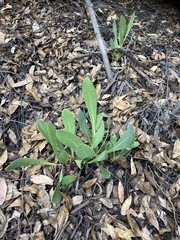 Protea acaulos