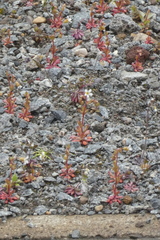 Saxifraga tridactylites