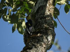 Melanerpes flavifrons