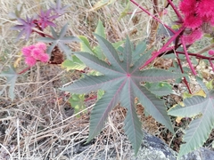 Ricinus communis