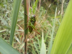 Roeseliana roeselii