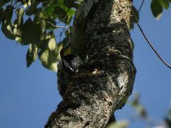 Melanerpes flavifrons