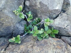 Rhaphiolepis umbellata
