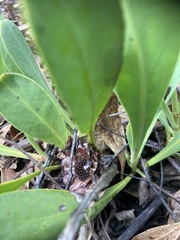 Protea acaulos