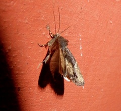 Elusa