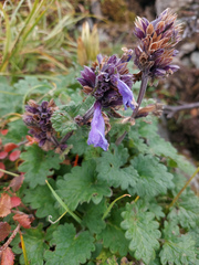 Dracocephalum imberbe