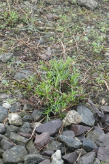 Senecio inaequidens