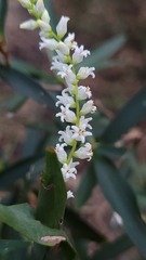 Leucopogon affinis