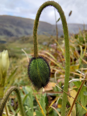 Papaver radicatum