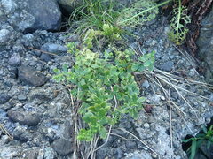 Artemisia japonica