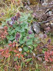 Dracocephalum imberbe