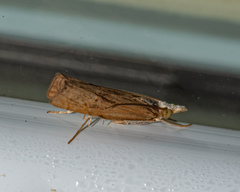 Parapediasia teterrellus