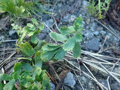 Artemisia japonica