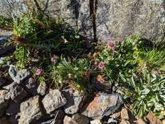Erigeron morrisonensis morrisonensis