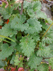 Dracocephalum imberbe