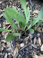 Protea acaulos