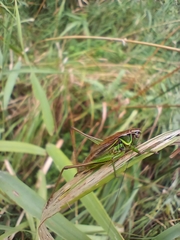 Roeseliana roeselii
