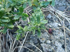 Artemisia japonica
