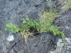 Artemisia japonica