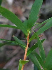 Leucopogon affinis