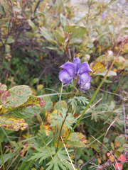 Aconitum volubile