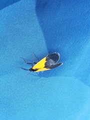 Lycomorpha pholus