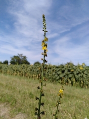 Agrimonia eupatoria