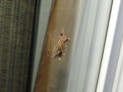 Autographa precationis