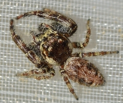 Macaroeris nidicolens