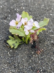 Cakile arctica