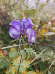 Aconitum volubile