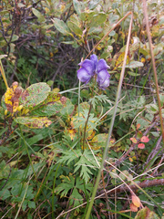Aconitum volubile
