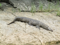 Crocodylus acutus