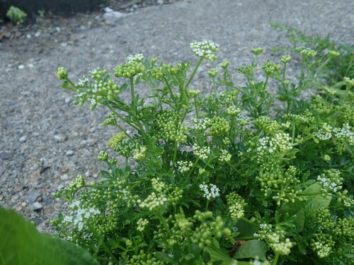 Image of Seashore Snowparsley (Cnidium japonicum) by (c) Yoshihiro Tokue, some rights reserved (CC BY)