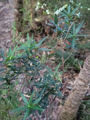 Leucopogon affinis