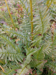 Pedicularis proboscidea