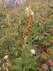 Pedicularis proboscidea