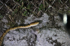 Protobothrops mucrosquamatus