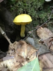 Retiboletus ornatipes